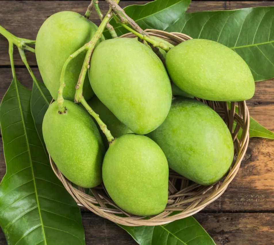 Organic Desi Kachi Keri (Raw Mango) 500gm - કાચી કેરી